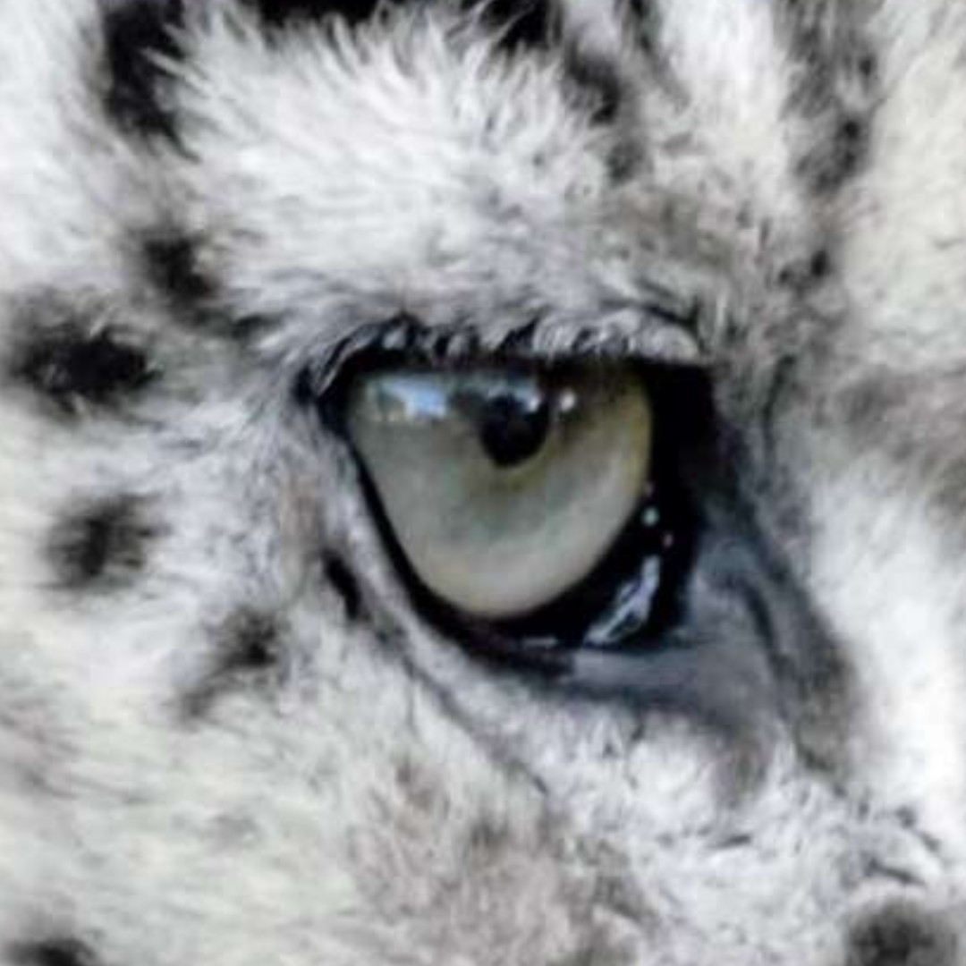WelshMountainZo's tweet photo. Happy #ISpyFriday!
Can you guess who our very first contestant is?
Here's a hint... they purr and cannot roar π€
πΈ: Amy Sawicz
#SupportingConservation #WelshMountainZoo #NationalZooOfWales #Eryri360 #TenTop #Photography #WildlifePhotography https://t.co/PYFpNqq98m