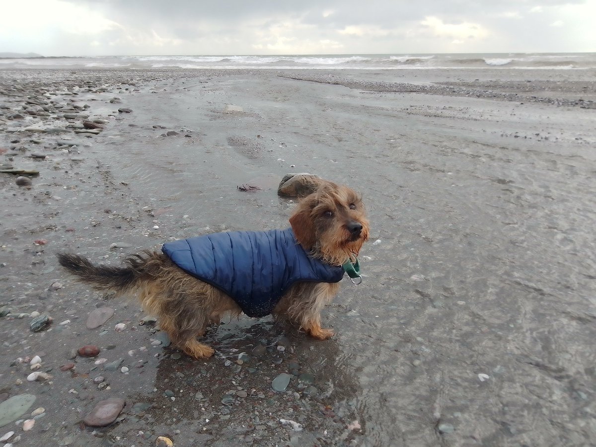 jennyfuramy's tweet image. Surfs up 🤙
#Seaton #Cornwall