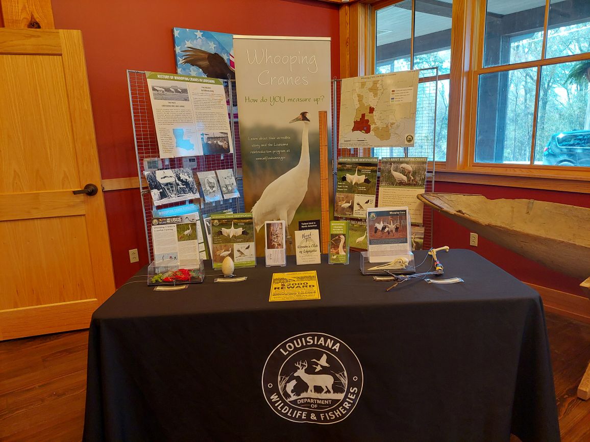 LDWF's Whooping Crane display has made its way to Fort Buhlow State Historic Site, located at 135 Riverfront Street in Pineville, and will remain there through the end of March. This informative display also features maps, pictures, educational pamphlets and more!