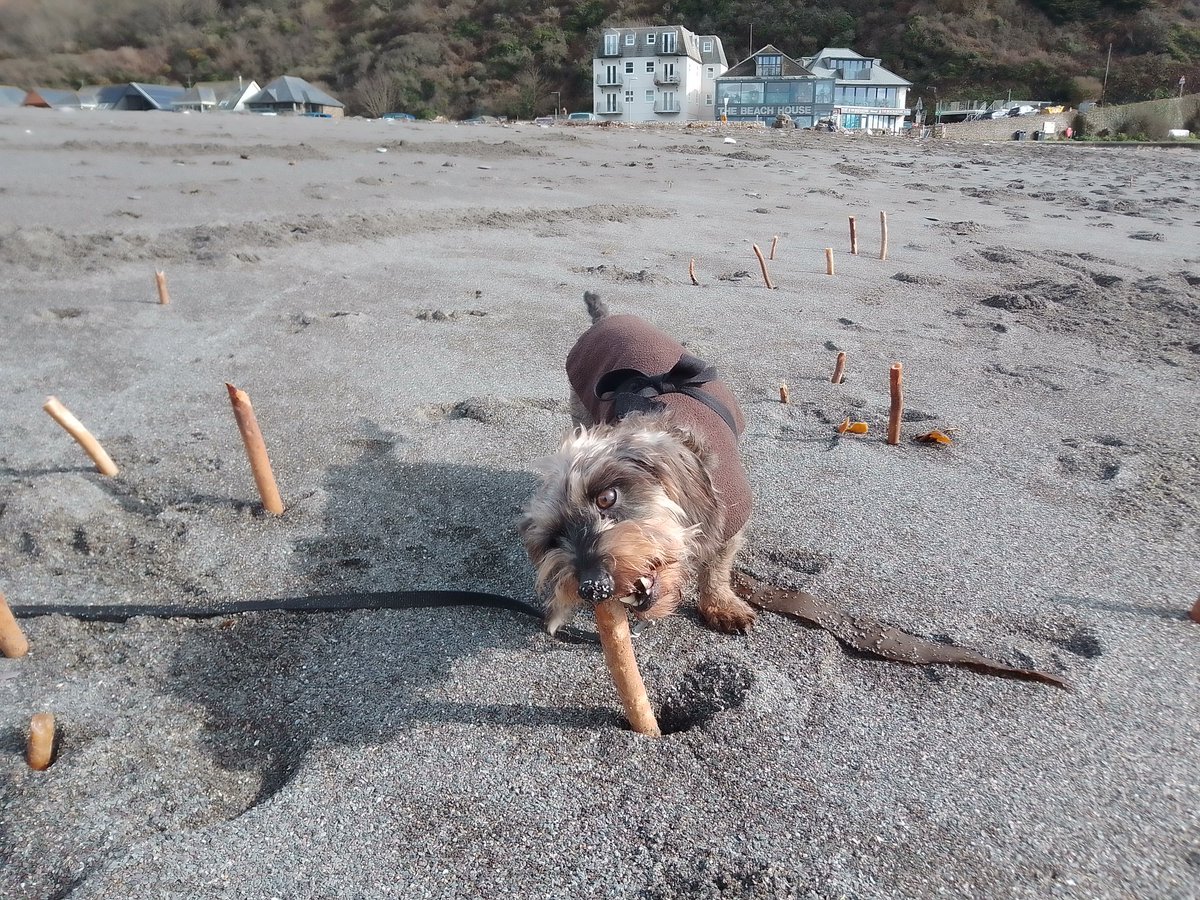 jennyfuramy's tweet image. Surfs up 🤙
#Seaton #Cornwall