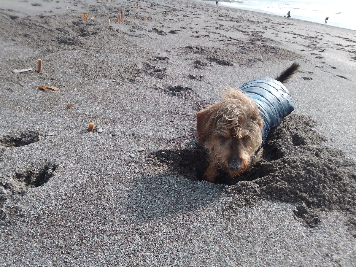 jennyfuramy's tweet image. Surfs up 🤙
#Seaton #Cornwall