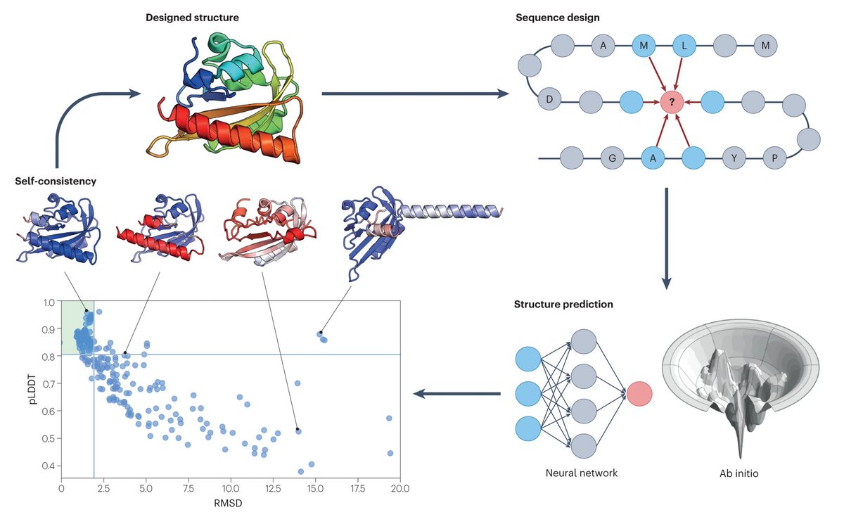 Confidence metrics (e.g. pLDDT, pAE) can proxy designability with promising experimental success rates and also reveal alternative states (structures shown are generated by AFCluster).