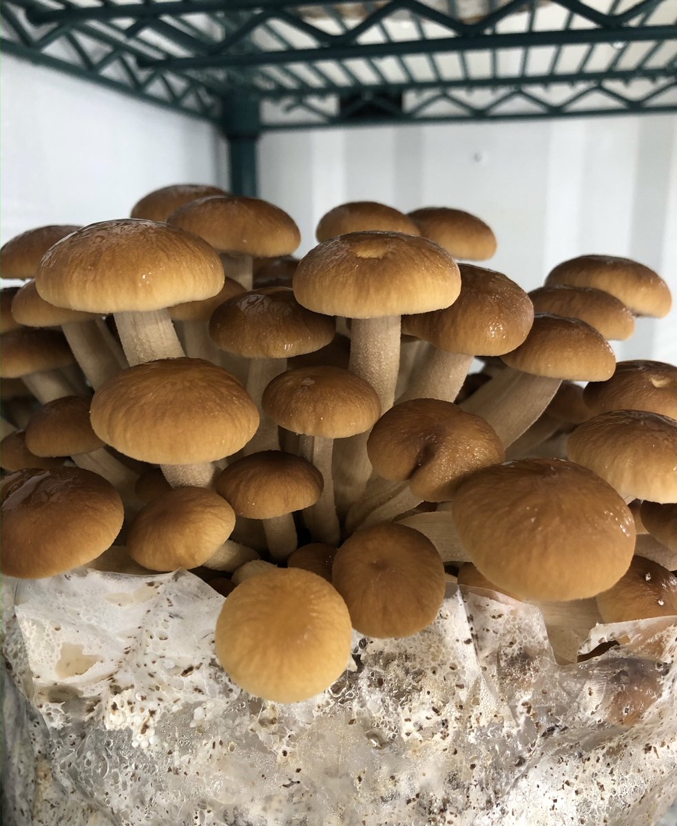 FarmBox_Foods's tweet image. ATTENTION: We have a Gourmet Mushroom Farm available for immediate sale. First come, first served. This high-yield, self-contained farm grows a variety of fungi from beginning to end, all year long. If you’re interested, please send an email ASAP to info@farmboxfoods.com.