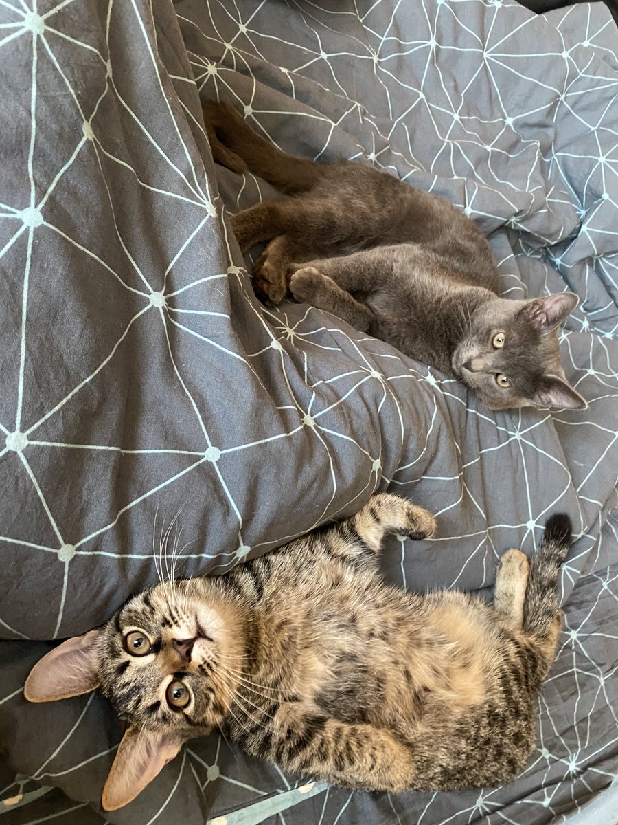 Елена Lin tweet media