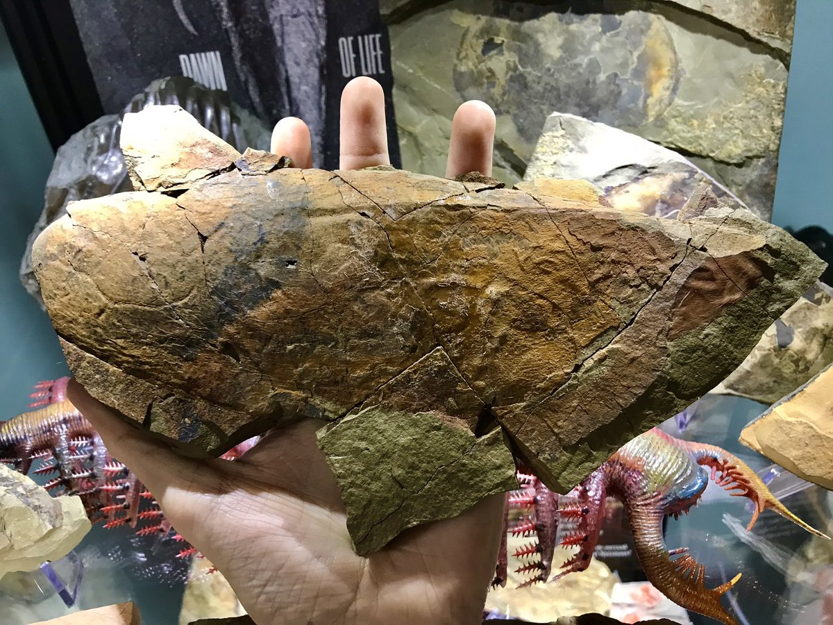 Prehistorica (Christian M.) tweet media