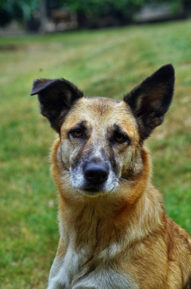 FBB_Officiel's tweet image. #SOSADOPTION
🐶 LILI, 4 ans !
Je m&apos;appelle LILI ! Gentille et câline, je ne suis pas difficile à vivre, je peux me balader sans poser de problème. Je m&apos;entends avec les autres chiens et je ne fais pas de mal aux chats. Cela dit, je peux parfois me montrer un peu méfiante avec les…