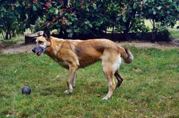 FBB_Officiel's tweet image. #SOSADOPTION
🐶 LILI, 4 ans !
Je m&apos;appelle LILI ! Gentille et câline, je ne suis pas difficile à vivre, je peux me balader sans poser de problème. Je m&apos;entends avec les autres chiens et je ne fais pas de mal aux chats. Cela dit, je peux parfois me montrer un peu méfiante avec les…