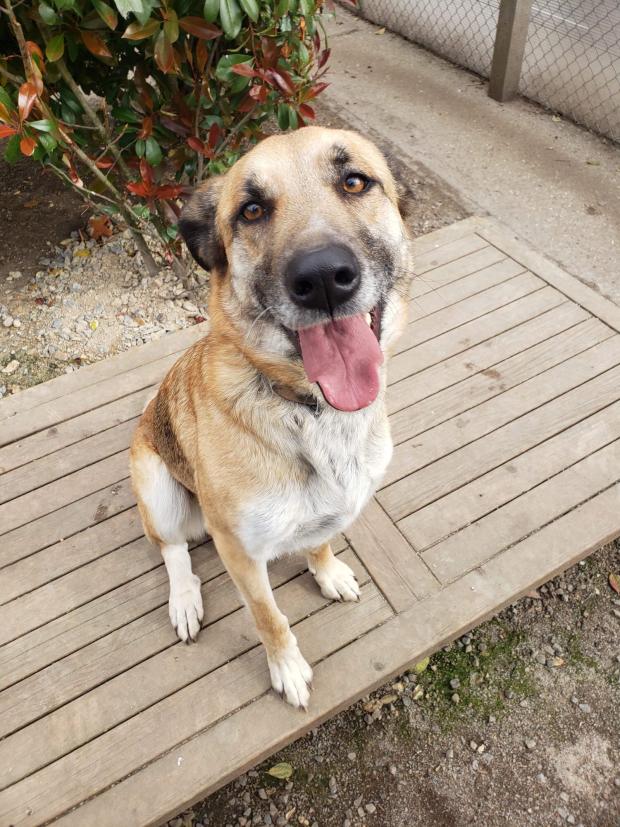 FBB_Officiel's tweet image. #SOSADOPTION
🐶 LILI, 4 ans !
Je m&apos;appelle LILI ! Gentille et câline, je ne suis pas difficile à vivre, je peux me balader sans poser de problème. Je m&apos;entends avec les autres chiens et je ne fais pas de mal aux chats. Cela dit, je peux parfois me montrer un peu méfiante avec les…