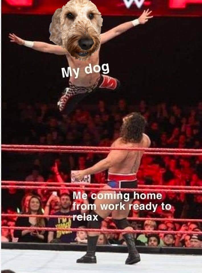 Every day… 

#Doodles
#Dogs 
#Wrastling