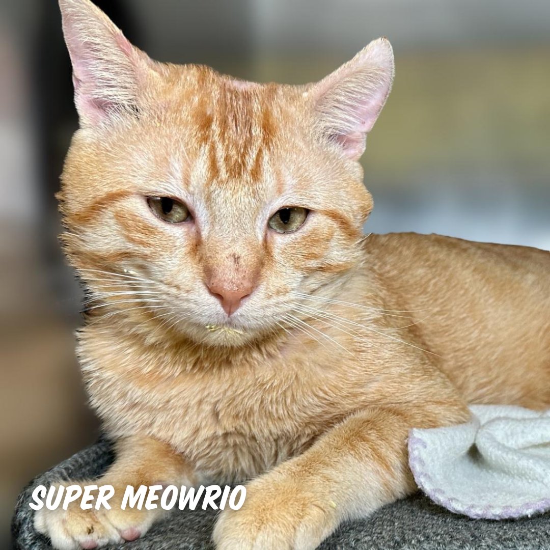 austinpetsalive's tweet photo. This #caturday, join us for an adoption event at @fabletics at Domain Northside! Adoption fees will be WAIVED for all of our fabulous felines. 🐈

⏰ When: Saturday, February 24 from 10am-3pm
📍 Where: 11624 Rock Rose Ave #110, Austin, TX 78758

See you there! #austintx #domain https://t.co/hZo5MTmCms