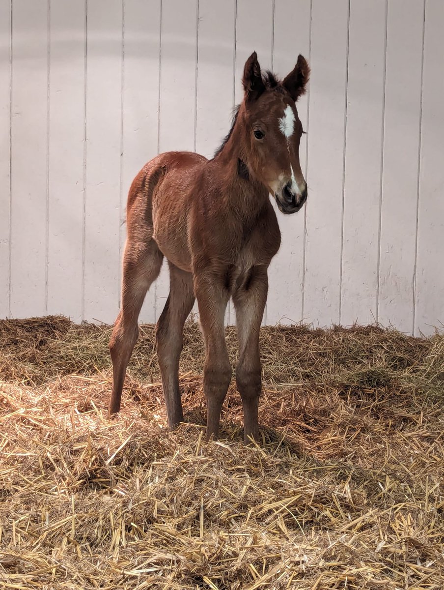 Over the moon to hear that Peaceful Dream has given birth to the most gorgeous Oasis Dream(@JuddmonteFarms) filly. Foal and mare both doing well and thanks to @FollandBowen for doing an incredible job as always. #bestinthebusiness