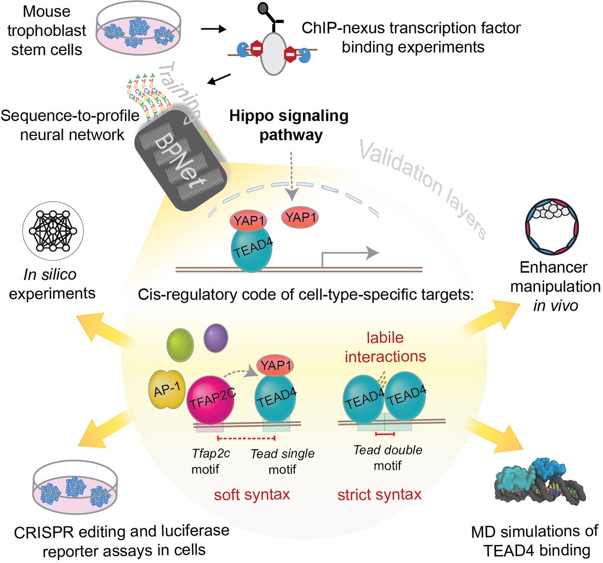 ZeitlingerLab (@zeitlingerlab) on Twitter photo In our latest work spearheaded by Khyati Dalal <a href="/08Kats05/">Khyati Dalal</a> , we use interpretable deep learning of genomic sequence information to tackle a long-standing question: How do signaling pathways regulate transcription in a cell-type-specific fashion? (biorxiv.org/cgi/content/sh…) (1/8) In our latest work spearheaded by Khyati Dalal <a href="/08Kats05/">Khyati Dalal</a> , we use interpretable deep learning of genomic sequence information to tackle a long-standing question: How do signaling pathways regulate transcription in a cell-type-specific fashion? (biorxiv.org/cgi/content/sh…) (1/8)