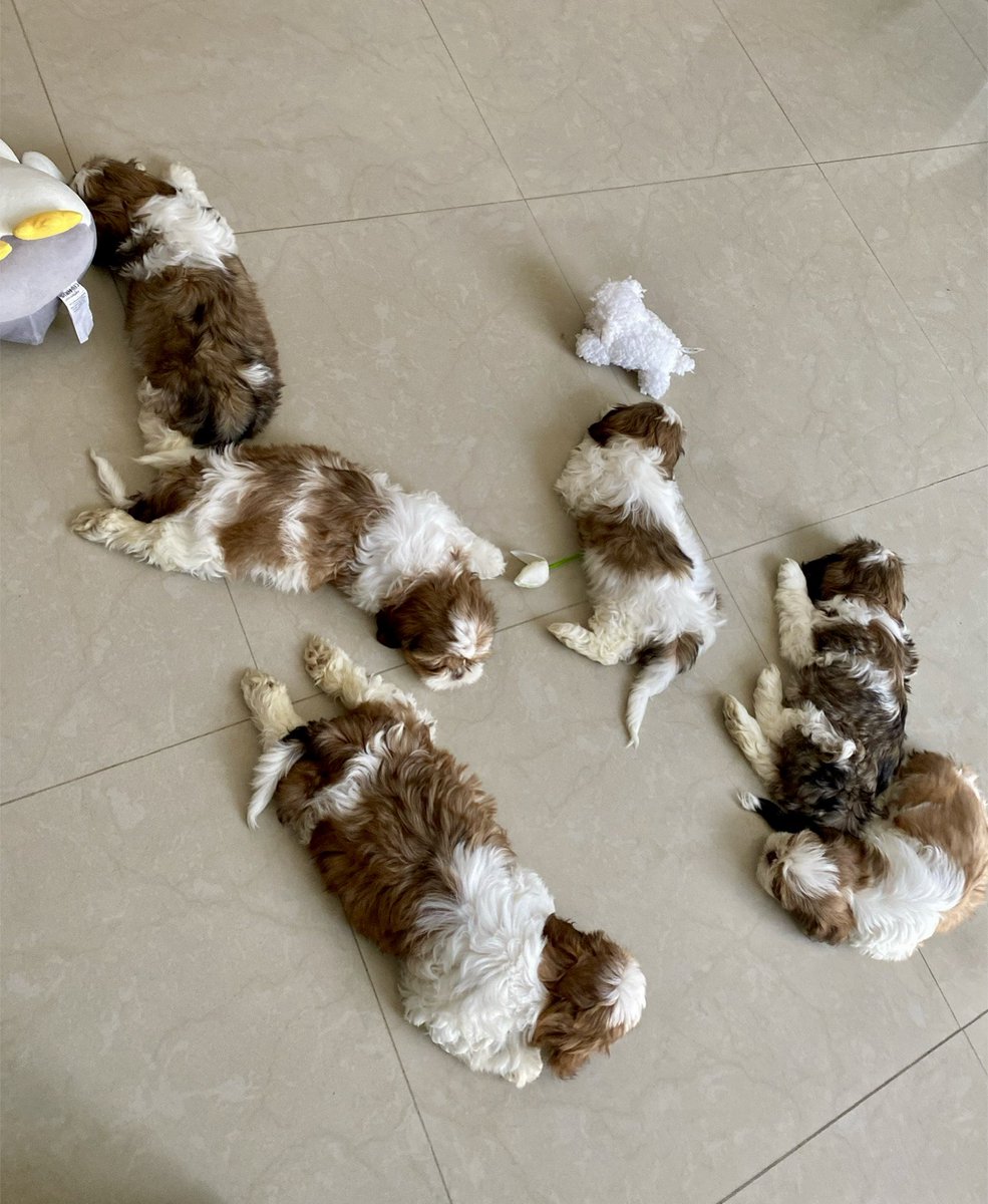 Se cuidan perritos.. info DM