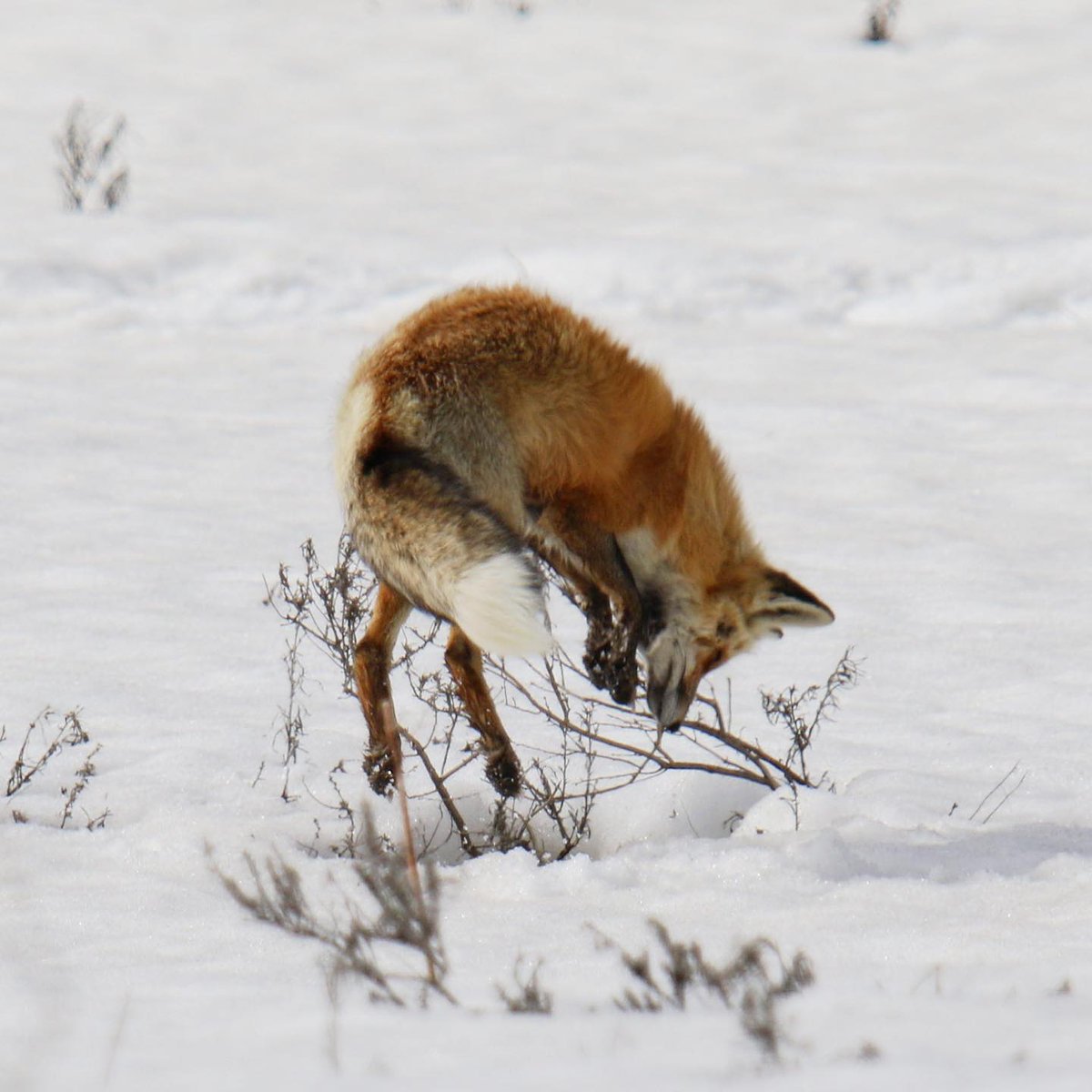 The morsel under the snow is destined for a pounce 🦊 📸: @benbwildlife