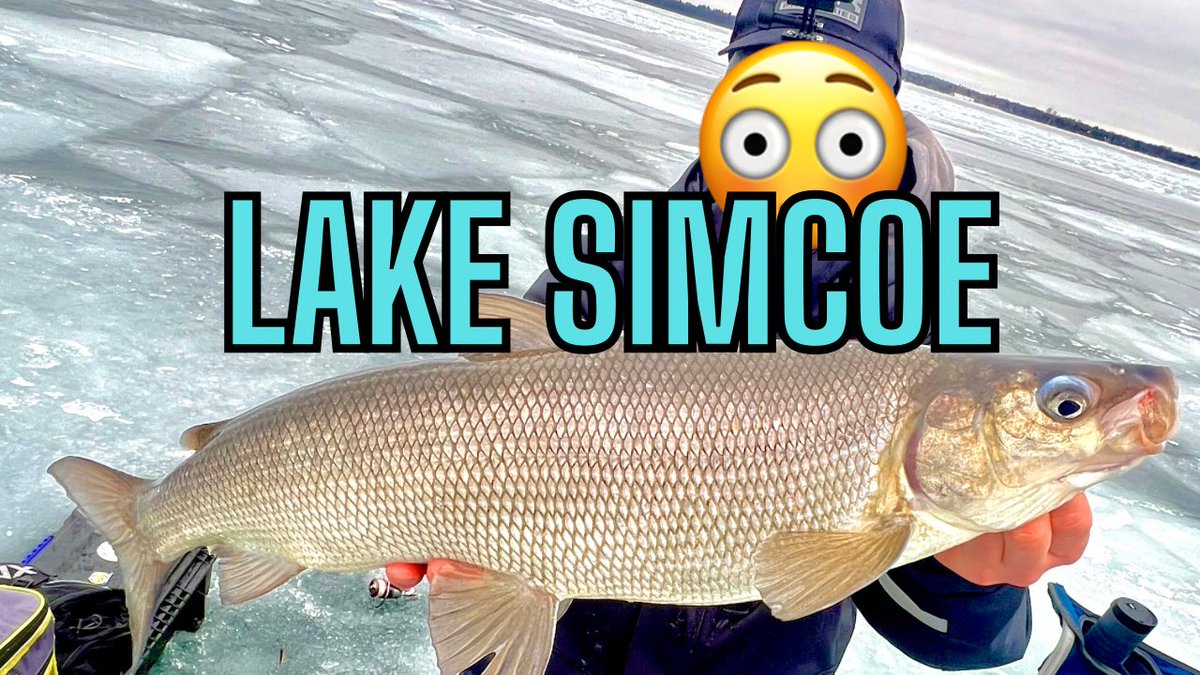 #Whitefish #walleye #laketrout #trout #bassfishing #perch #carp #icefishingsimcoe #simcoe #lakesimcoe #lakesimcoeperch

youtu.be/ROtevZdM_Wc?si…