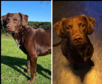 millypod1's tweet photo. REBEL HOME SAFE. THANKS FOR RT's 😊🐕🐾

🆘19 FEB 2024 #Lost REBEL #ScanMe
OLDER Chocolate Spaniel Cross Male
nr Leyland Lane #Leyland #Lancashire #PR26 
What three words ///layers.wider.learn https://t.co/XysQgKSAm1 https://t.co/h3ZXo0WsqQ
