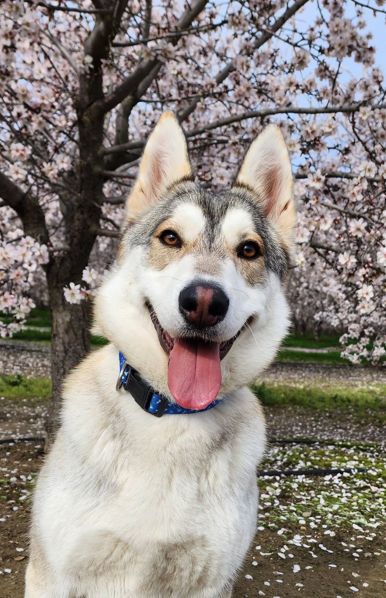 Jayce_Mtz's tweet photo. Tenía mucho sin subir algo, así que les dejo una foto de mi criatura 🥰 #lomitos #huskytwitter https://t.co/vOocxSTlcZ