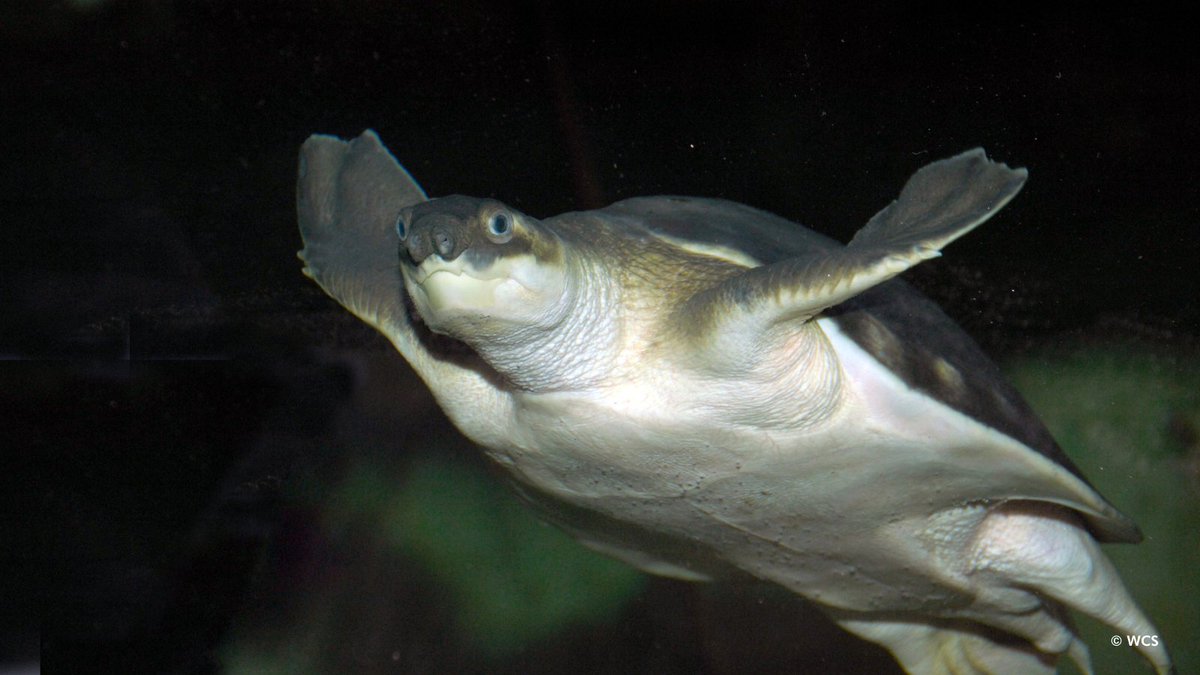 Fly river turtles are also known as pig-nosed turtles because of their elongated snouts. The pig-nose acts like a snorkel that allows them to take a breath at the surface of the water while the rest of the body remains submerged, reducing their exposure to potential predators.