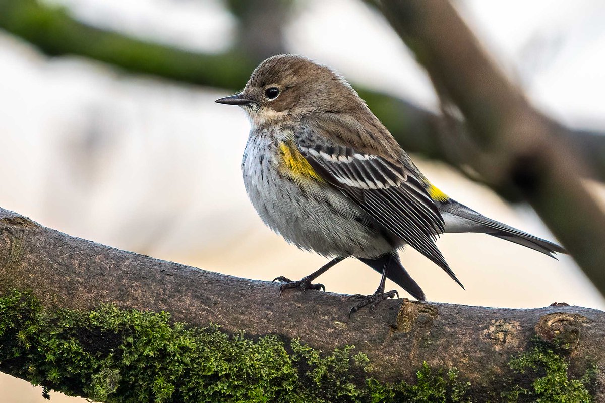 Rare to find a Myrtle Warbler in Scotland; this one in a Kilwinning back garden. 
#Birds #birdwatching #birdphotography