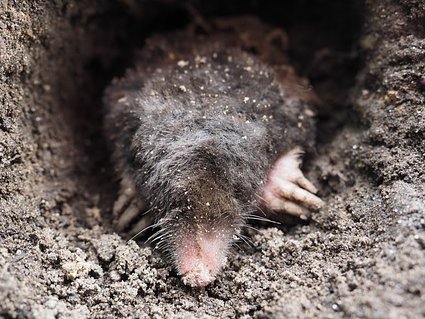 Isn't it time to give moles more legal protection? Should 'molecatchers' be a thing of the past? The killing of this much loved native mammal is shockingly inhumane and unnecessary. Retweet if you agree. #loveformoles #moles #ecosystem #biodiversity