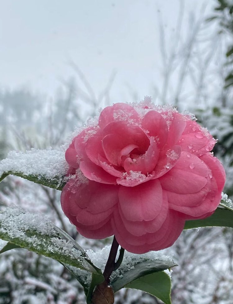 flower x snow