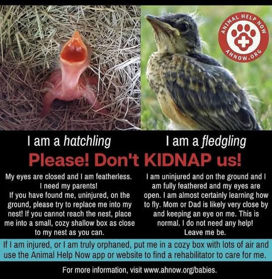 This is your reminder that birds don't kick their babies out and they don't abandon them once they are out of the nest. They actually bring them food to the ground for around 4 days while they learn how to fly.
Don't take home fledglings,  the parents are near.