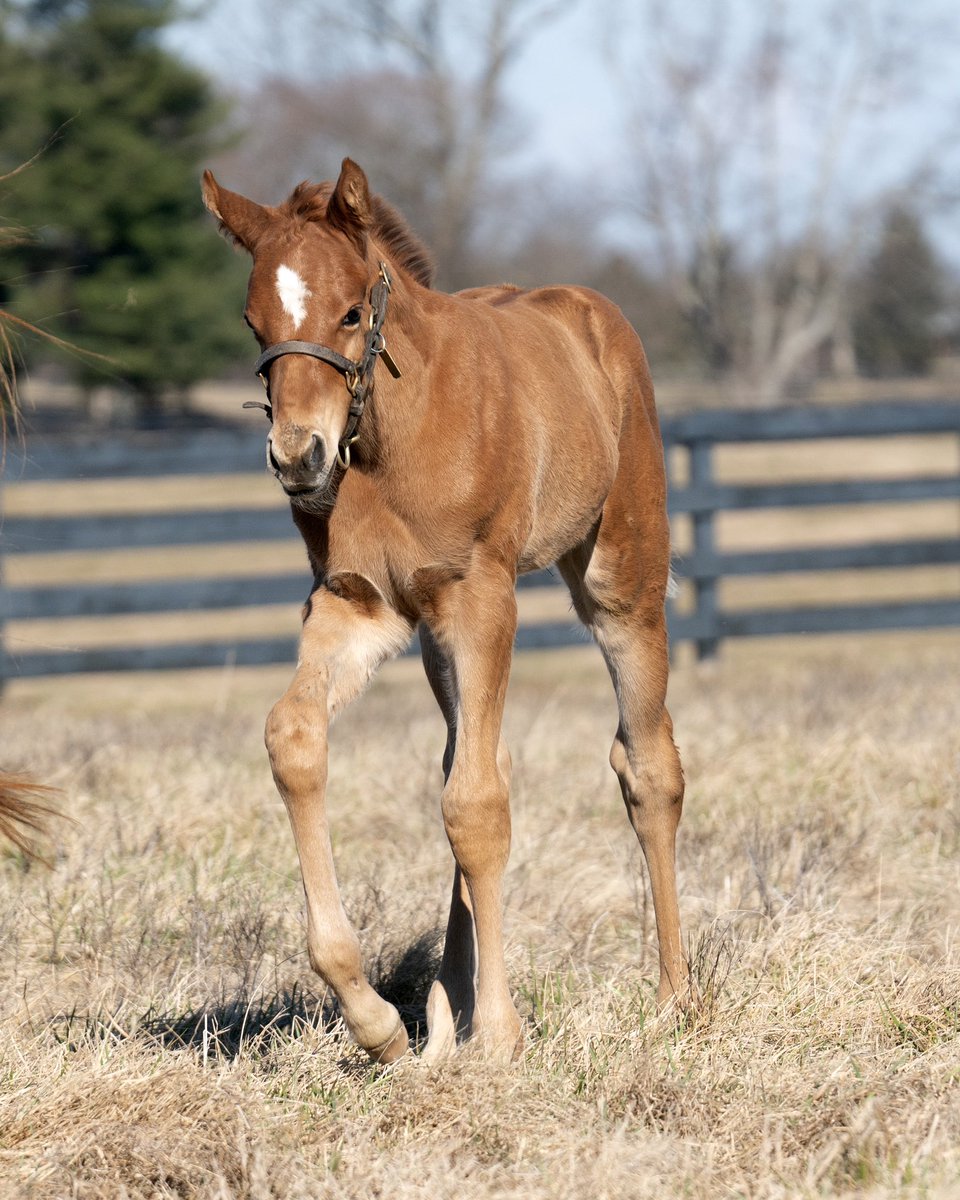 coolmoreamerica's tweet photo. Today’s #FeatureFoalFriday spotlights this beautiful colt by Unbeaten Champion 2-Year-Old CORNICHE 🌟 Out of stakes placed mare, Jewel of Arabia (Daredevil). 
Bred by International Equities Holding Inc. 

📸 Getting some practice in for 2026 🚀 🚀 https://t.co/zBIaXHp2dp