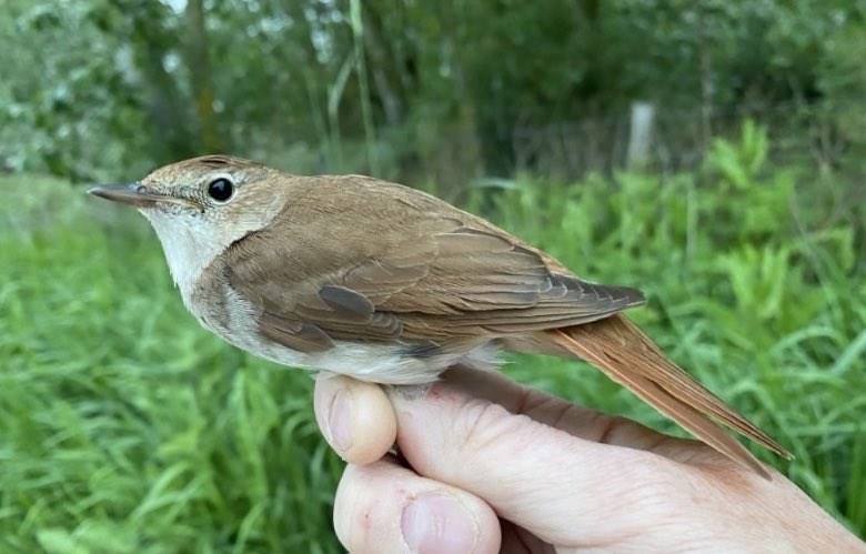 chas_holt's tweet image. Ringing details received of a Nightingale caught at Abberton 🇬🇧 in May 2023 - ringed at Tanji, The Gambia 🇬🇲 in January 2020. 4 years, 8 migrations. Ace! 👌