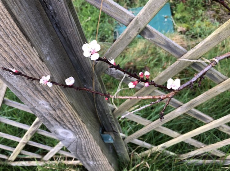 The @metoffice purpose is “Helping you make better decisions to stay safe and thrive”. Today that includes the apricot tree which insisted on blooming despite all I could say.