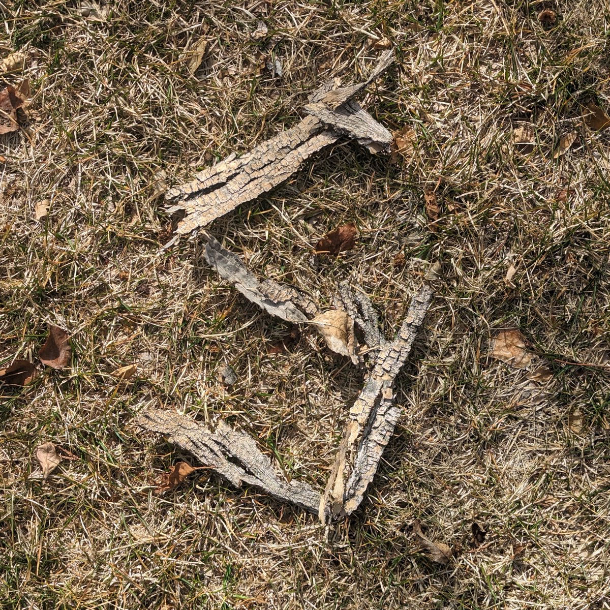 SinaiHM1997's tweet photo. Found some bark while walking to the #ReynoldsSchool
Going to be a fun day :D
#rsj108 #Typewalk https://t.co/CQmAQYFcAm