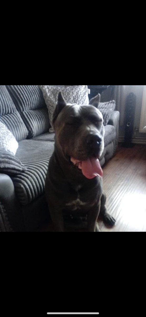 chocolatey4's tweet photo. #canecorso #BESTIES #RomanWarDogs #Molosser #italianmastiff 😘👌🏼🌍💜🏴🐾 https://t.co/GQAqw66633