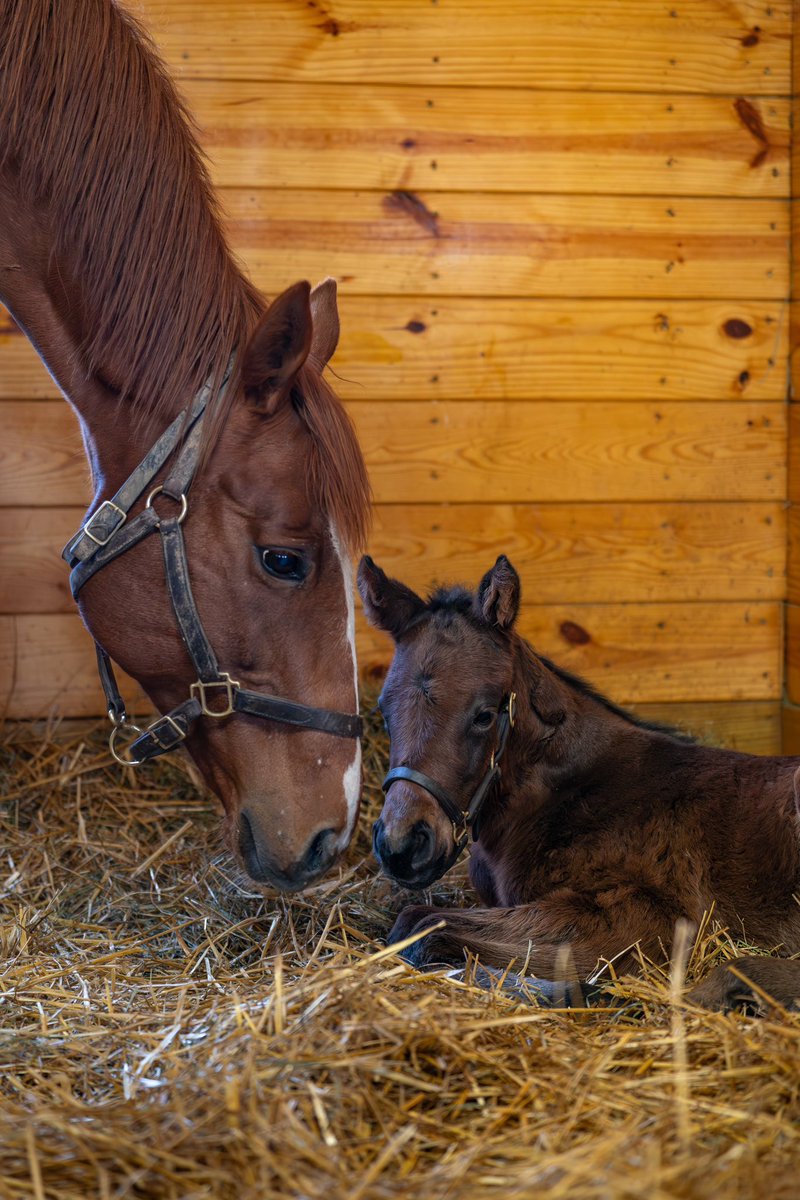 A VERY SPECIAL DELIVERY!!! ⚡️💙 3x G1 winner, Got Stormy, delivered her 1st foal last night!! An impressive colt by Bolt d’Oro! Mom & baby are doing great!! Got Stormy will visit Omaha Beach for a 2025 foal! #FoalFriday