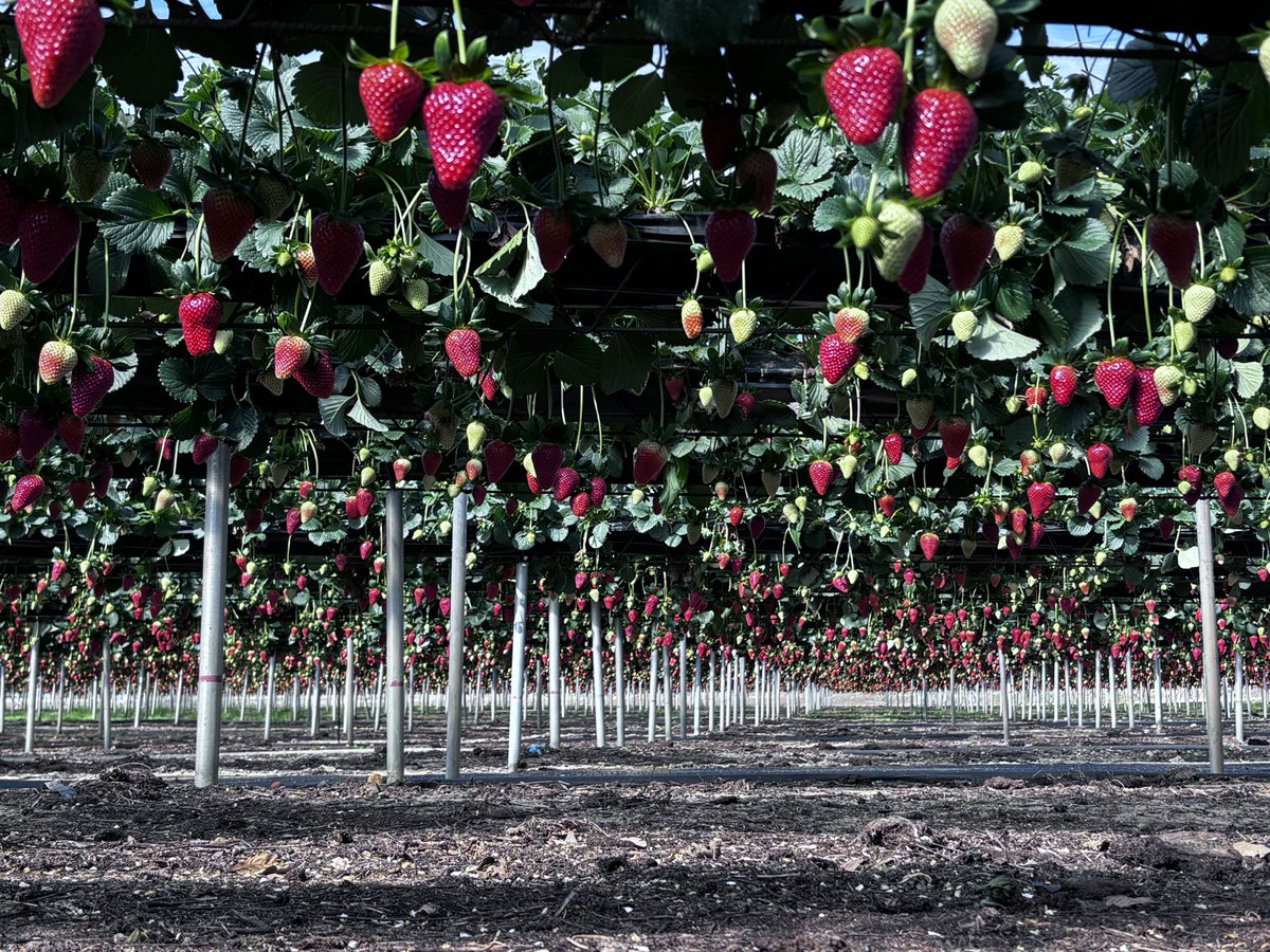 manuman21's tweet photo. @CometeloCSTV es tiempo de fresas!!! https://t.co/Sr4g9Spvdr