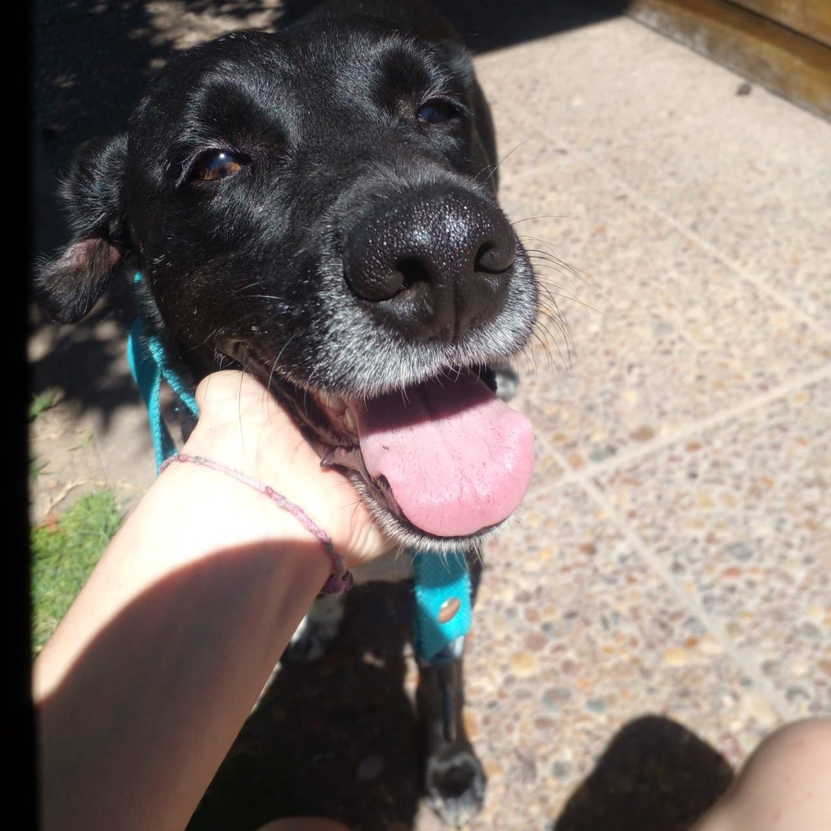 brenSL's tweet photo. #rescate #perros #veterinaria 
Se agradece difundir 🙏🏻 
es el perrito de mi mejor amiga! Y realmente necesita mucho una ayuda! https://t.co/Kv3VkcLKIv