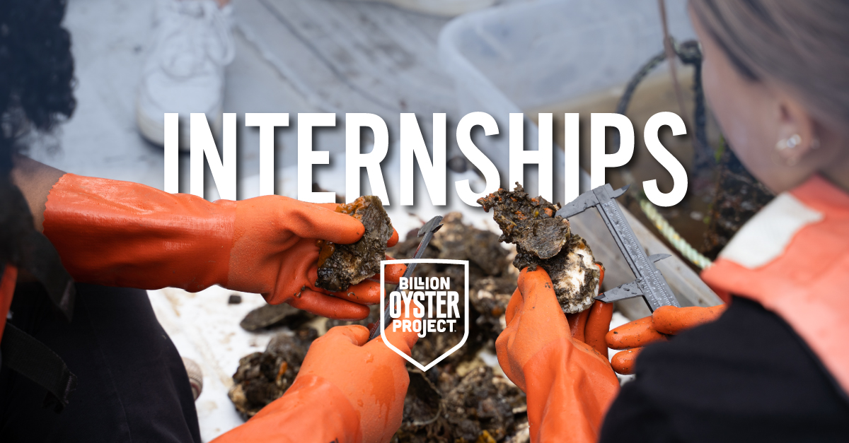 🚨 Cool Internship Alert: Are you a young adult looking to explore marine & non-profit careers? Join us in restoring NYC's waterways! Apply for our Summer Research Associate Technician Internship Program by Mar 20th. bit.ly/3EIzbbS #InternshipOpportunity #MarineCareers