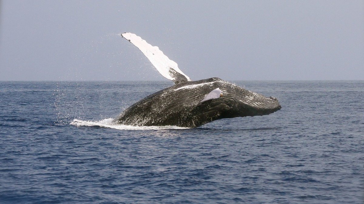 STREAM Spotlight: @whales_org will introduce local 5th graders to humpback whales off the coast of MA with a new educational program, WHALE ID. Students will learn identification, join data-driven ecology exercises + participate in whale-naming traditions: tinyurl.com/STREAM2024