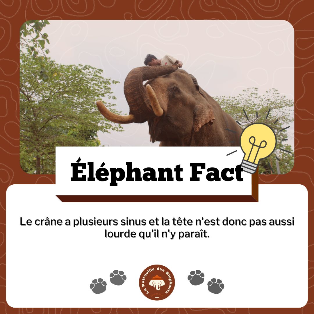 Patdeselephants's tweet photo. Le saviez vous ? 💡

Le crâne a plusieurs sinus et la tête n'est pas aussi lourde qu'il n'y paraît.

ℹ️ La Patrouille des Éléphants est une organisation œuvrant pour la protection des éléphants d'Asie et de leur habitat sauvage.

#elephant #asie #lpde https://t.co/5h8XL9e5ui