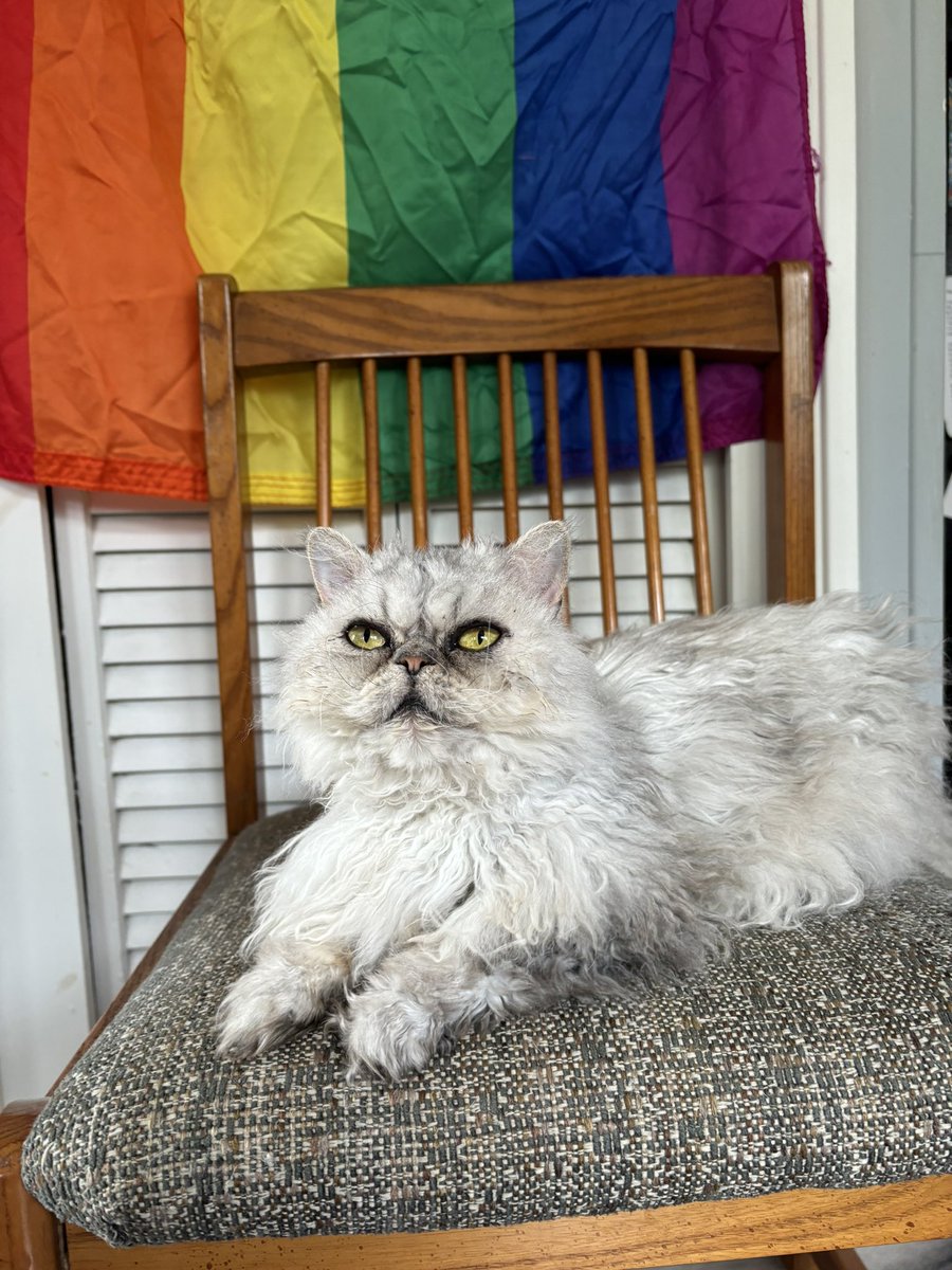 Afternoon Pride Lola 🏳️‍🌈🏳️‍⚧️