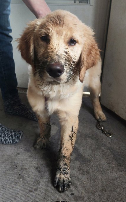 Golden retriever mom life. https://t.co/m13HOsycDW