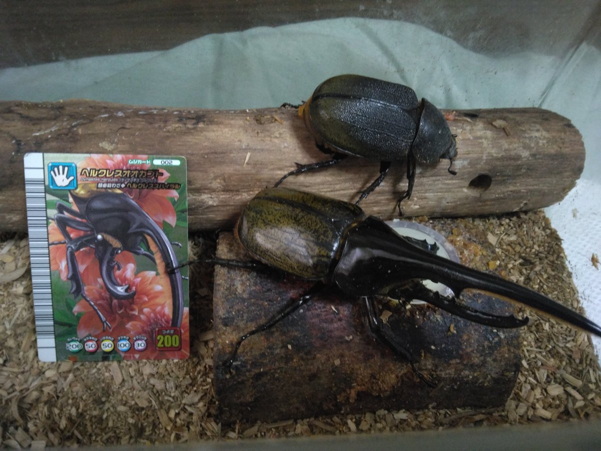 昆虫 ＃ムシキング 今日は私の誕生日なので自分への誕生日プレゼント