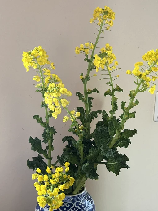菜の花買ったときお花屋さんに「生けてると伸びてきますよ」って言われてそんなことないやろと思ってたんだけど、今朝 ほんまや!ってなった。 ちょっと伸びてる。