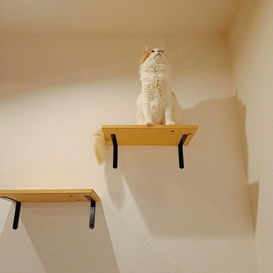 mainecoon_sette's tweet photo. ステップから おはようございます🐈♪
#メインクーン #メインクーン男の子 #長毛猫 #猫 #猫のいる暮らし #今日の猫 #朝 #おはようございます #ステップ #diy #maincoon #maincoonlovers #maincoonboy #cat #todayscat #goodmorning #catstep https://t.co/020YLD83Jt
