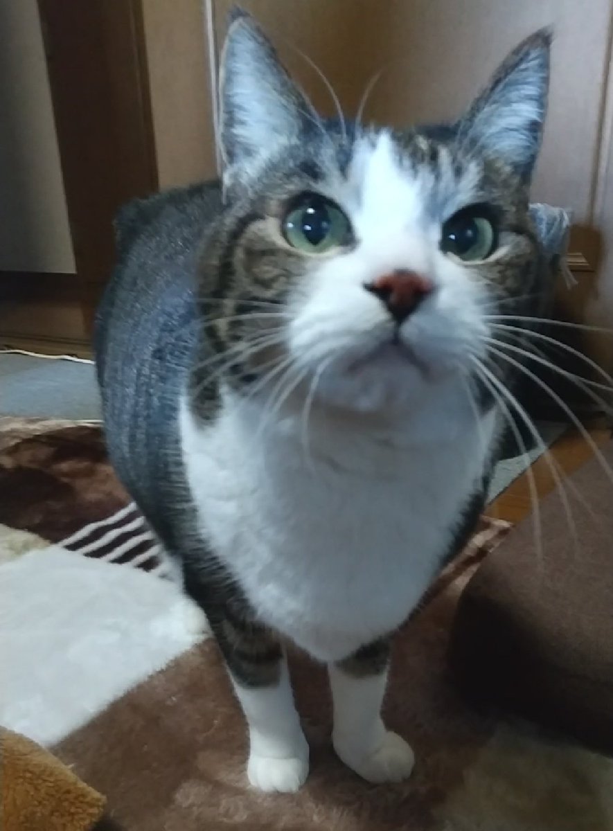 Leonidas_gs's tweet photo. モデルデビューできますように🐱
#ファミにゃ飼いねこ自慢 https://t.co/1G6CwmLmcs