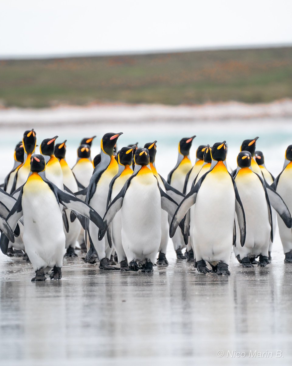 En mi paso por Islas Malvinas me quede enamorado de los pingüinos, adivinen quien tiene nueva especie favorita ✨🥹 Trato de llevar lo que veo con mis ojos a la cámara así disfrutamos juntos 🤍