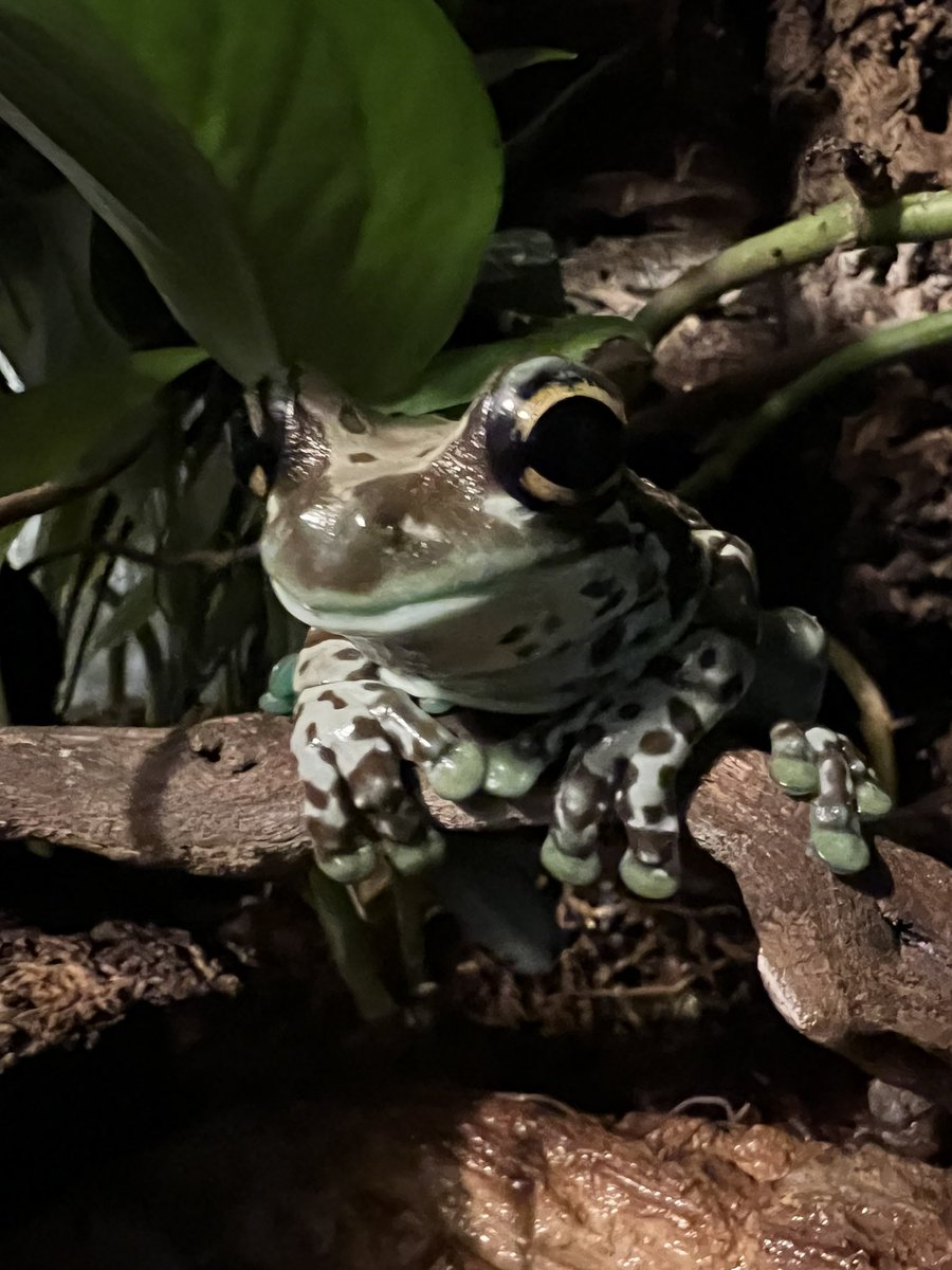@latejunction Chico the Amazon milk frog is particularly enjoying tonight’s programme!