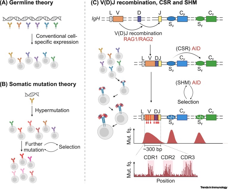 DNA flexibility can shape the preferential hypermutation of antibody genes dlvr.it/T39fh7 #immunology