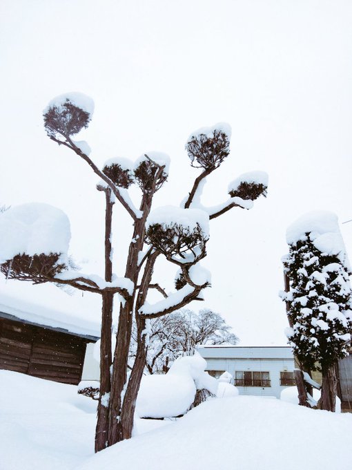 「雪だるま 冬」のTwitter画像/イラスト(新着)
