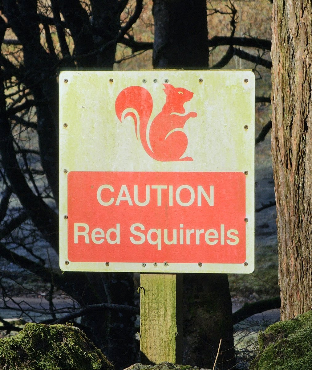 Have spent the week travelling and working in #Scotland. Wonderful projects finished, and new ones just beginning. Even a chance to see a red squirrel. #FreelanceLife #Edinburgh #Perth #Glenesk #FreelanceConservator