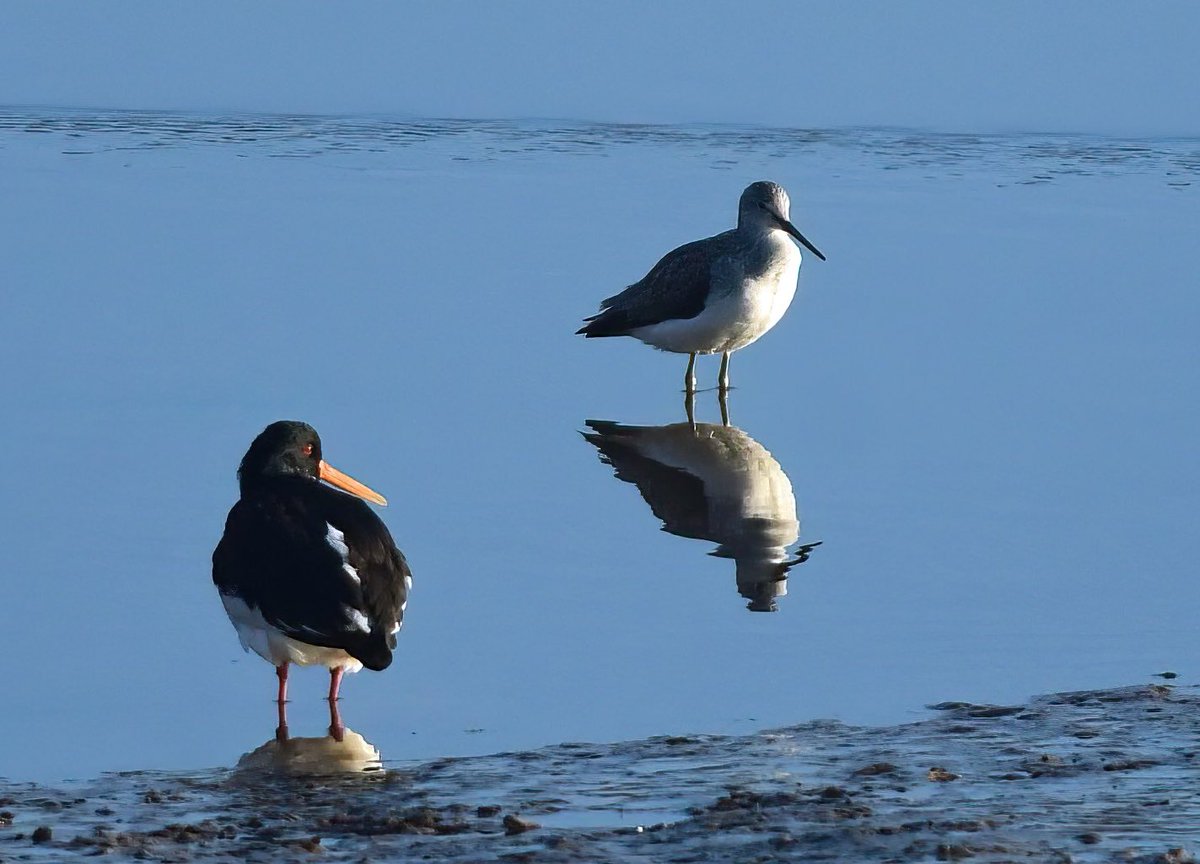 Oystercatcher and Greenshank together at Morston.