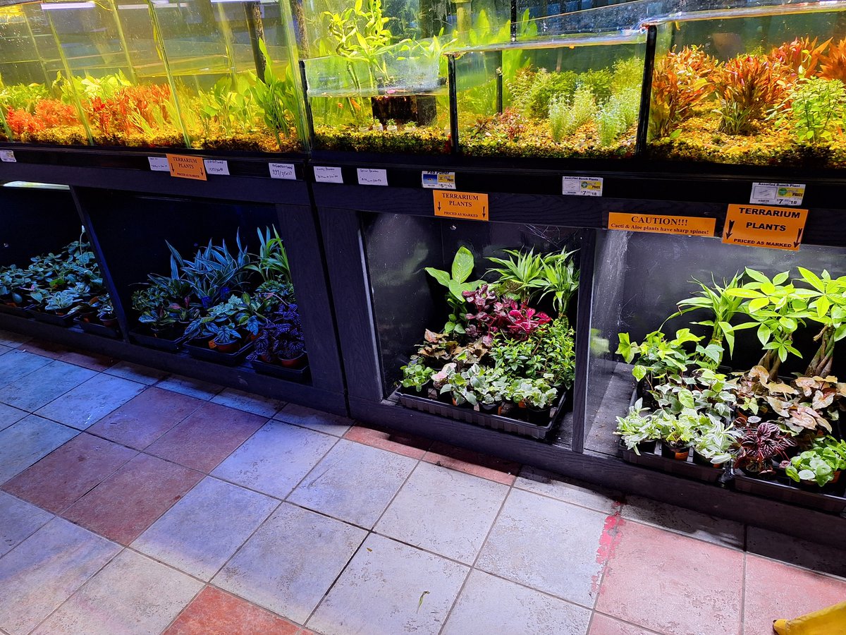 BigAlsInnes's tweet photo. Just received another great order of terrarium and house plants! Some really unique looking stuff this time! https://t.co/ZeuoFHz6wO